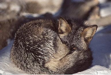 《剑网3》NVIDIA DLSS功能现已上线测试服